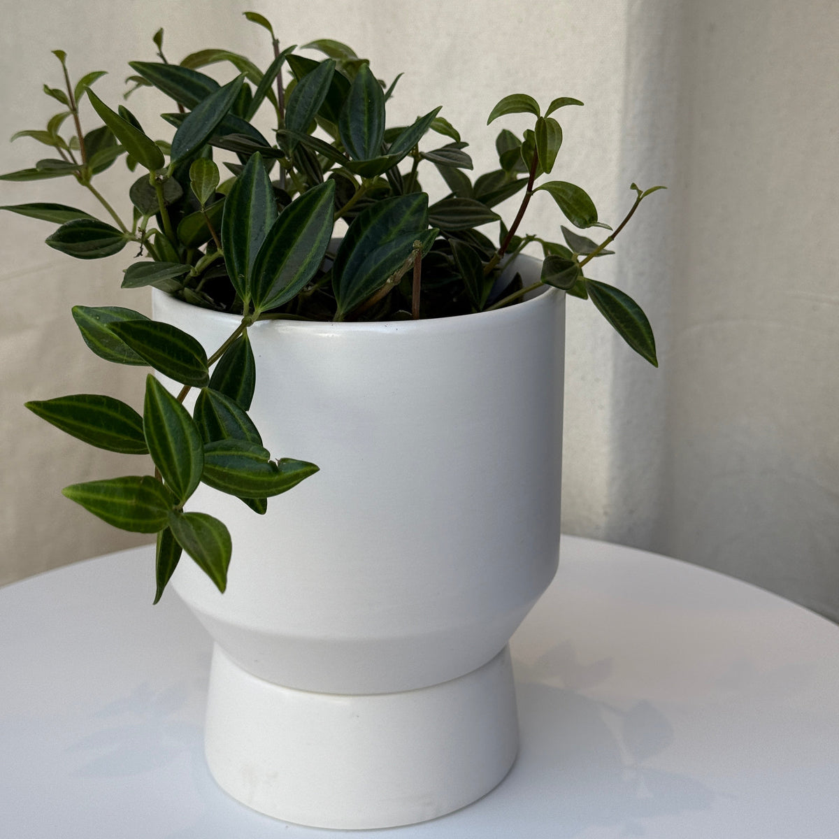 5&quot; Peperomia Funky Frog - Bloomfields