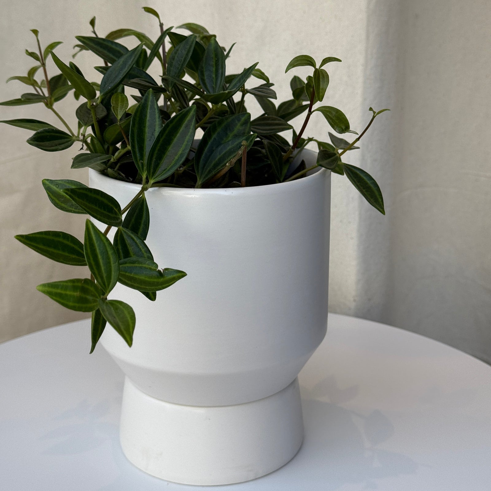 5" Peperomia Funky Frog - Bloomfields