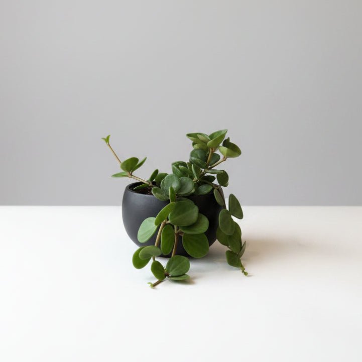 5" Peperomia 'Hope' in Black Container - Bloomfields