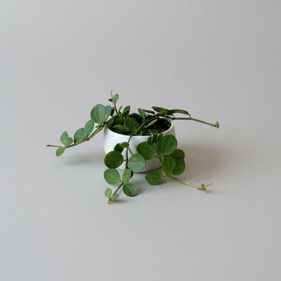 5" Peperomia 'Hope' in White Container - Bloomfields