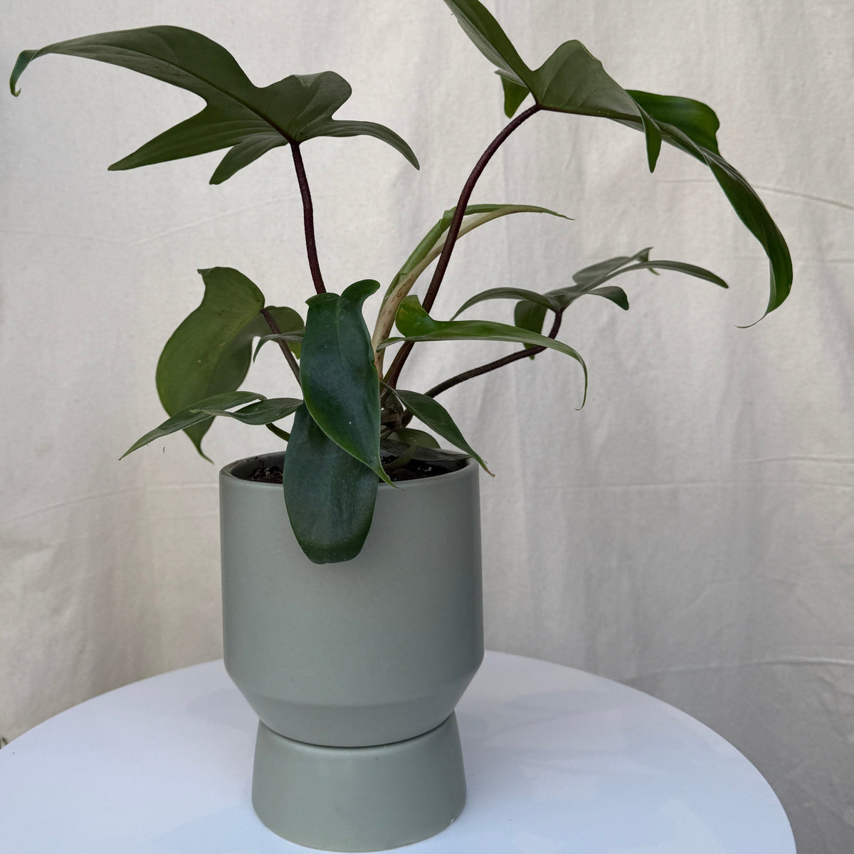 5&quot; Philodendron Mayoi - Bloomfields
