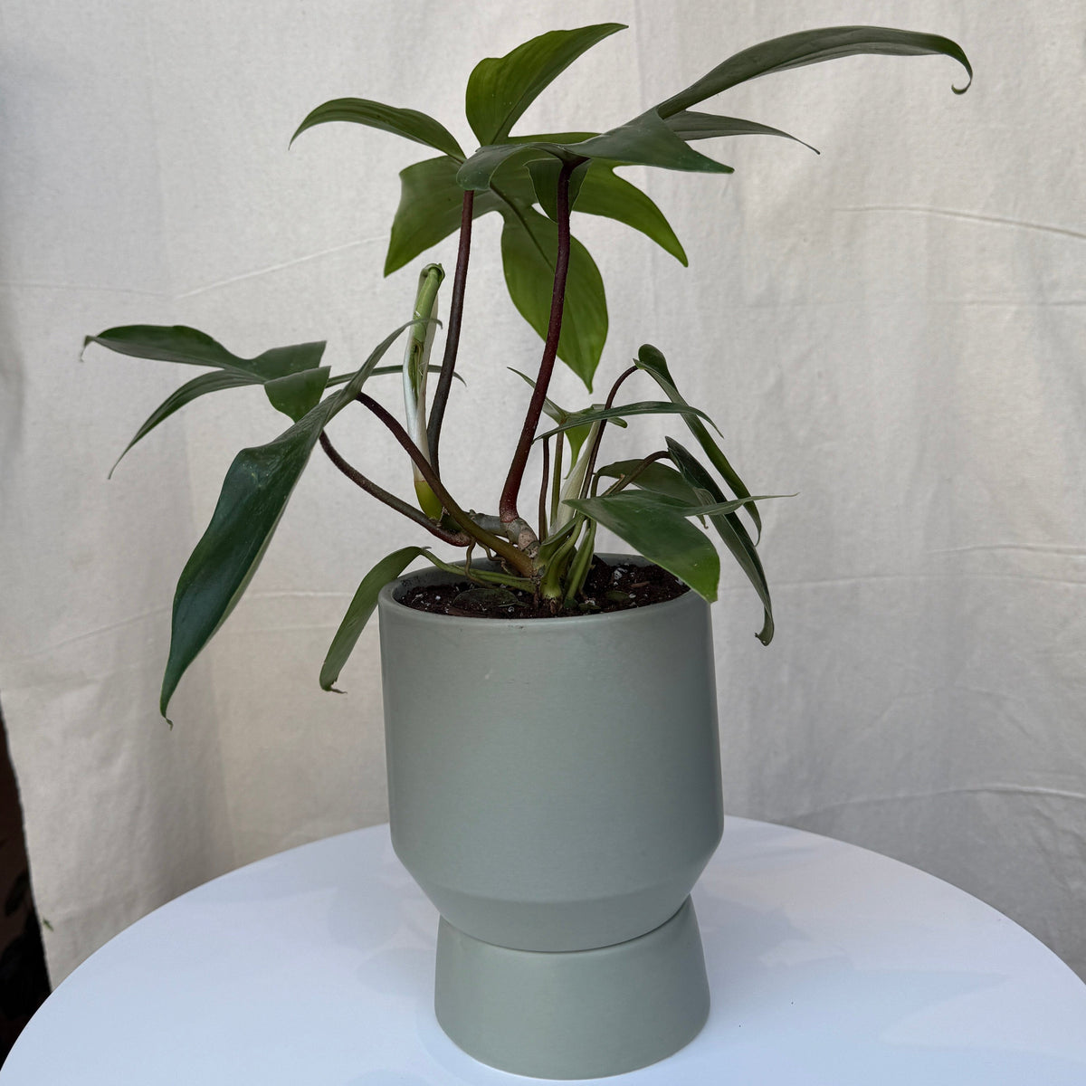 5&quot; Philodendron Mayoi - Bloomfields