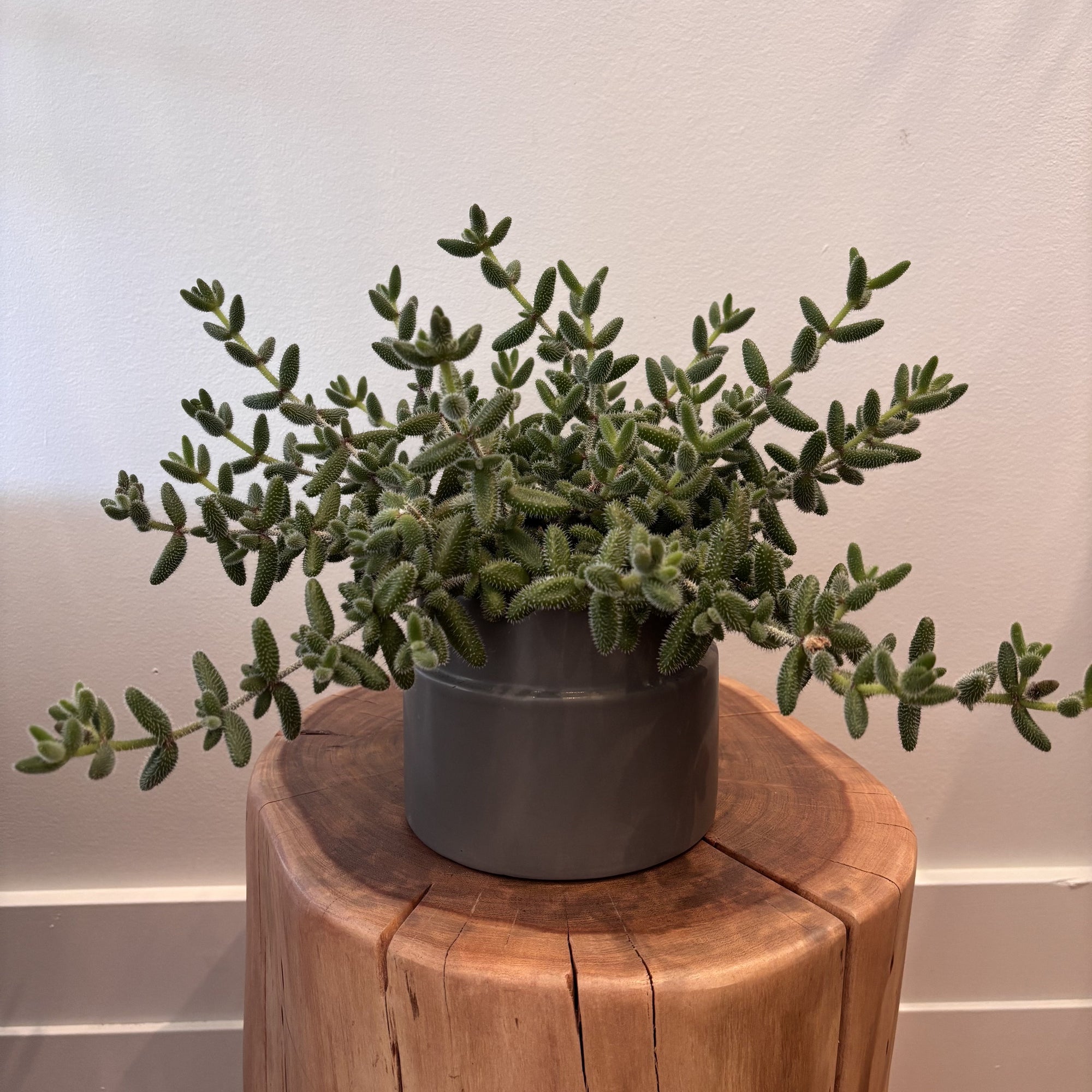 5" Pickle Plant - Bloomfields