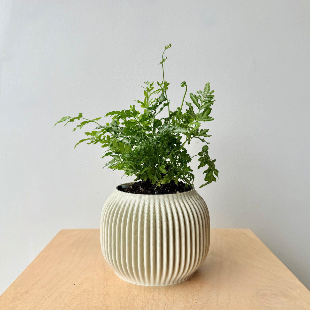 5" Silver Lace Fern - Bloomfields