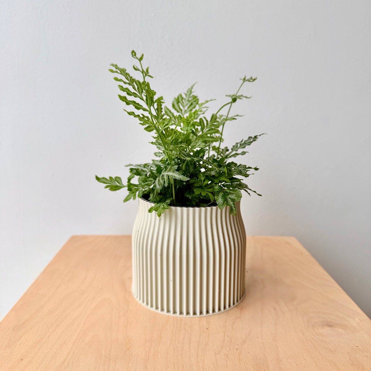 5" Silver Lace Fern - Bloomfields