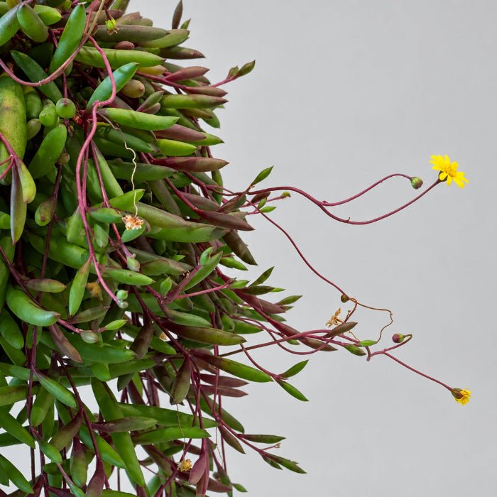 5" String of Ruby Necklace - Bloomfields