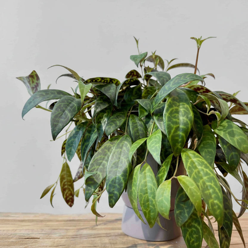 5.5" Zebra Vine - Bloomfields