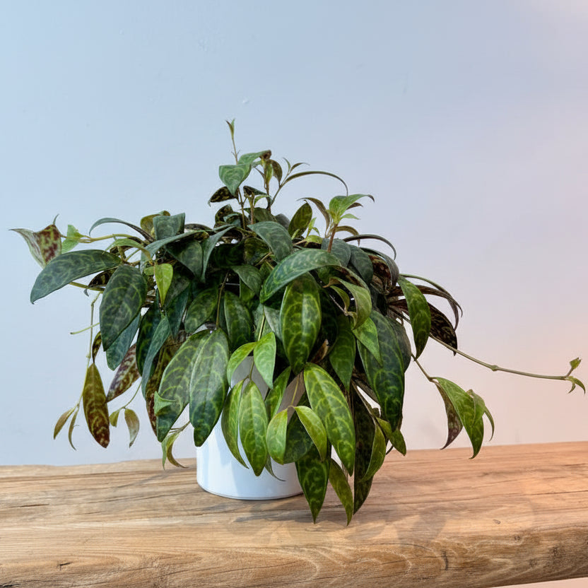 5.5" Zebra Vine - Bloomfields