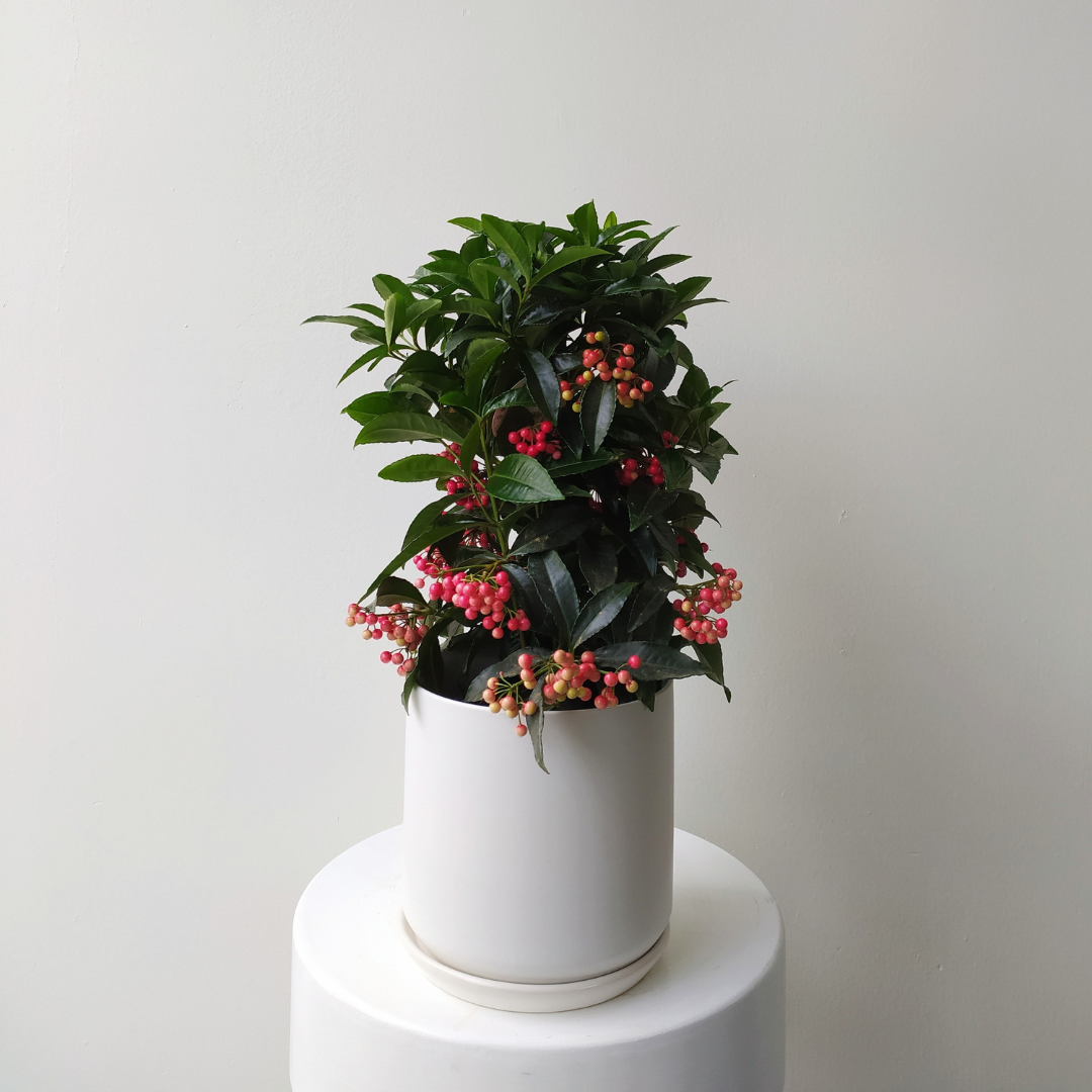 6" Ardisia Crenata
