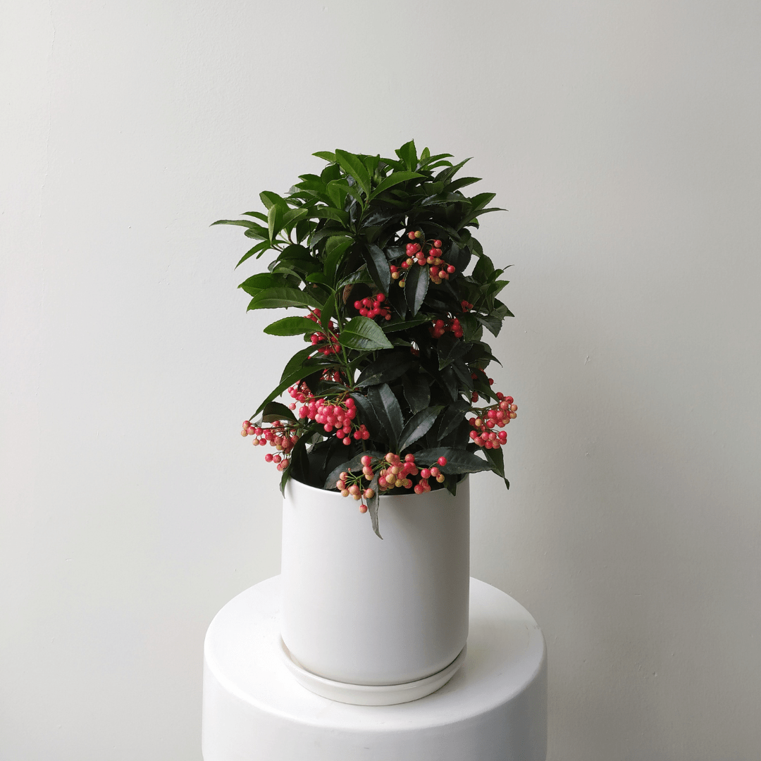 6" Ardisia Crenata - Bloomfields