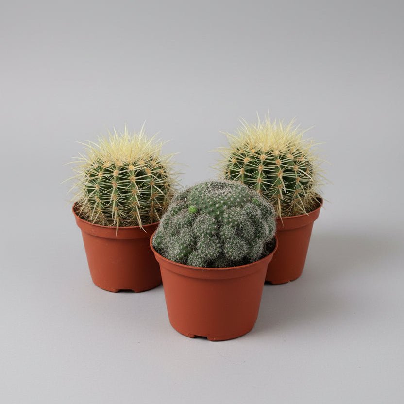 6" Assorted Barrel Cactus in Grower's Pot - Bloomfields