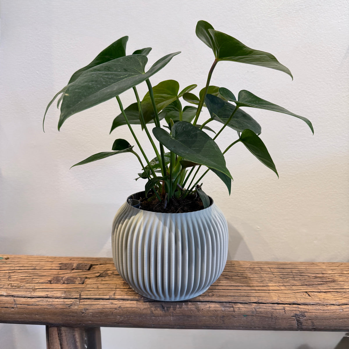 6&quot; Bronze Anthurium - Bloomfields