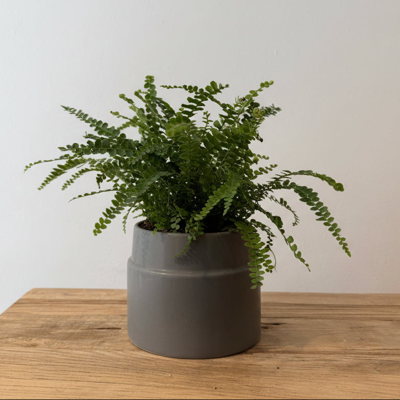 6" Button Fern - Bloomfields