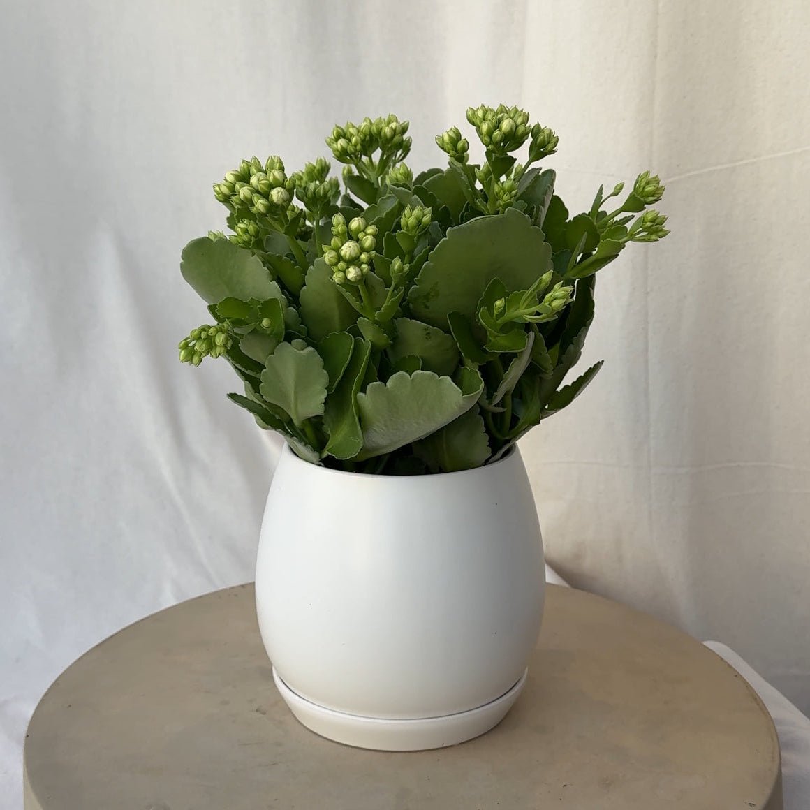 6" Calandiva in White - Bloomfields