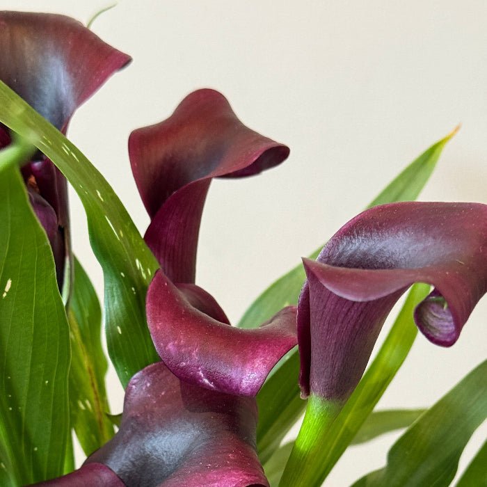 6" Calla Lily in Plum - Bloomfields