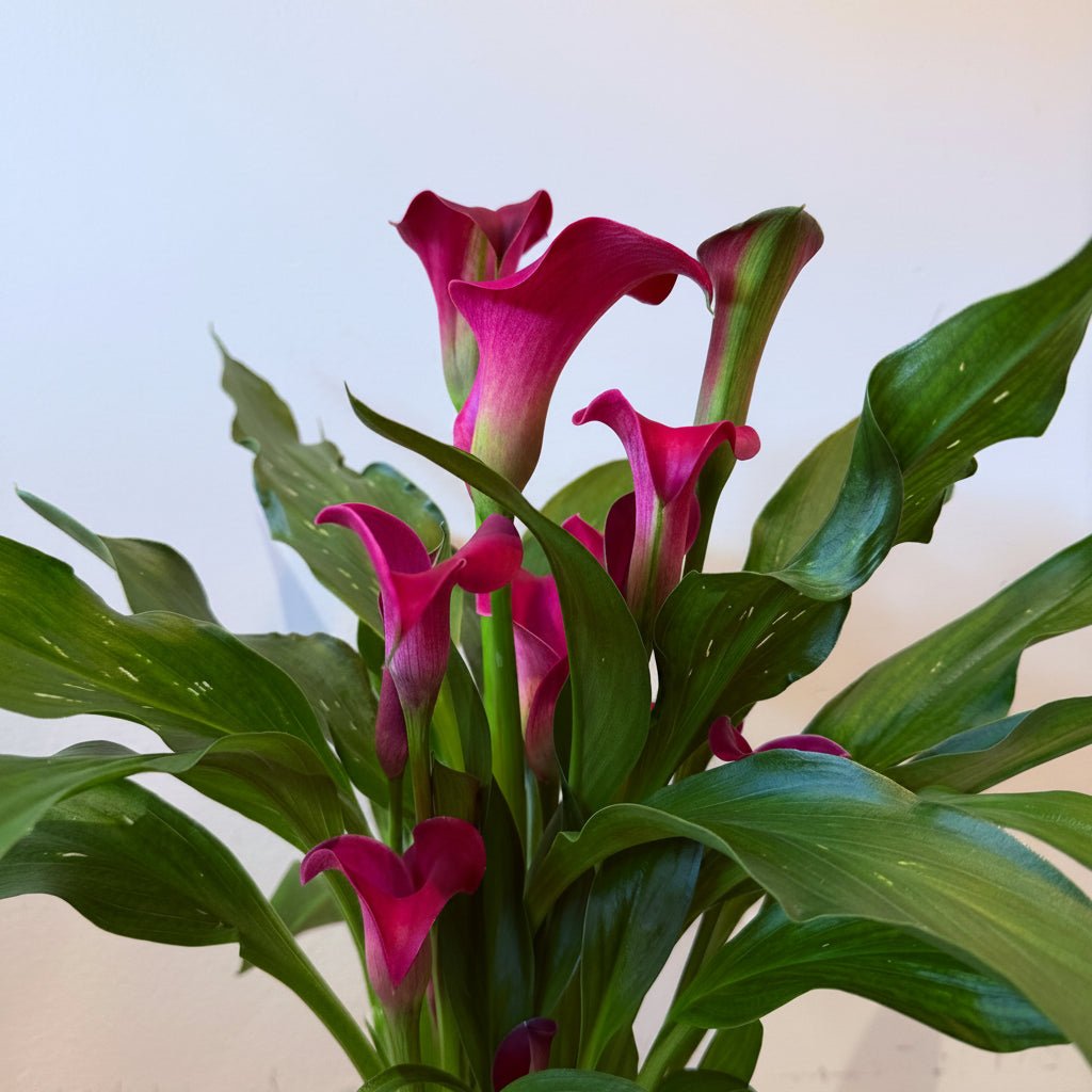 6" Calla Lily in Plum - Bloomfields