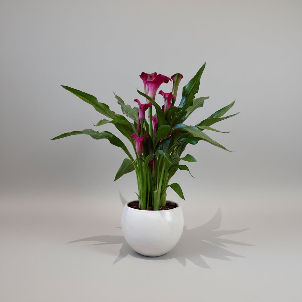 6" Calla Lily in Plum - Bloomfields