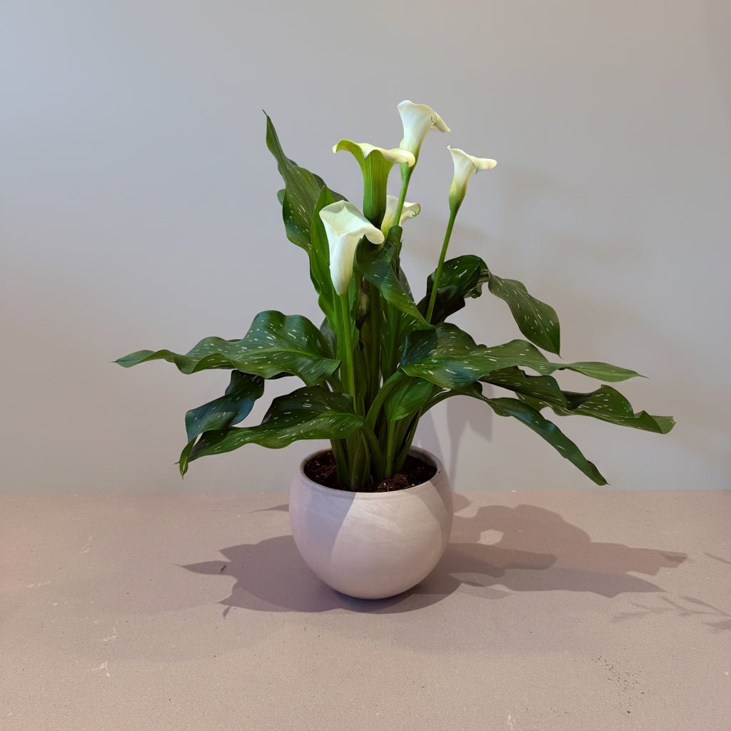 6" Calla Lily in White - Bloomfields