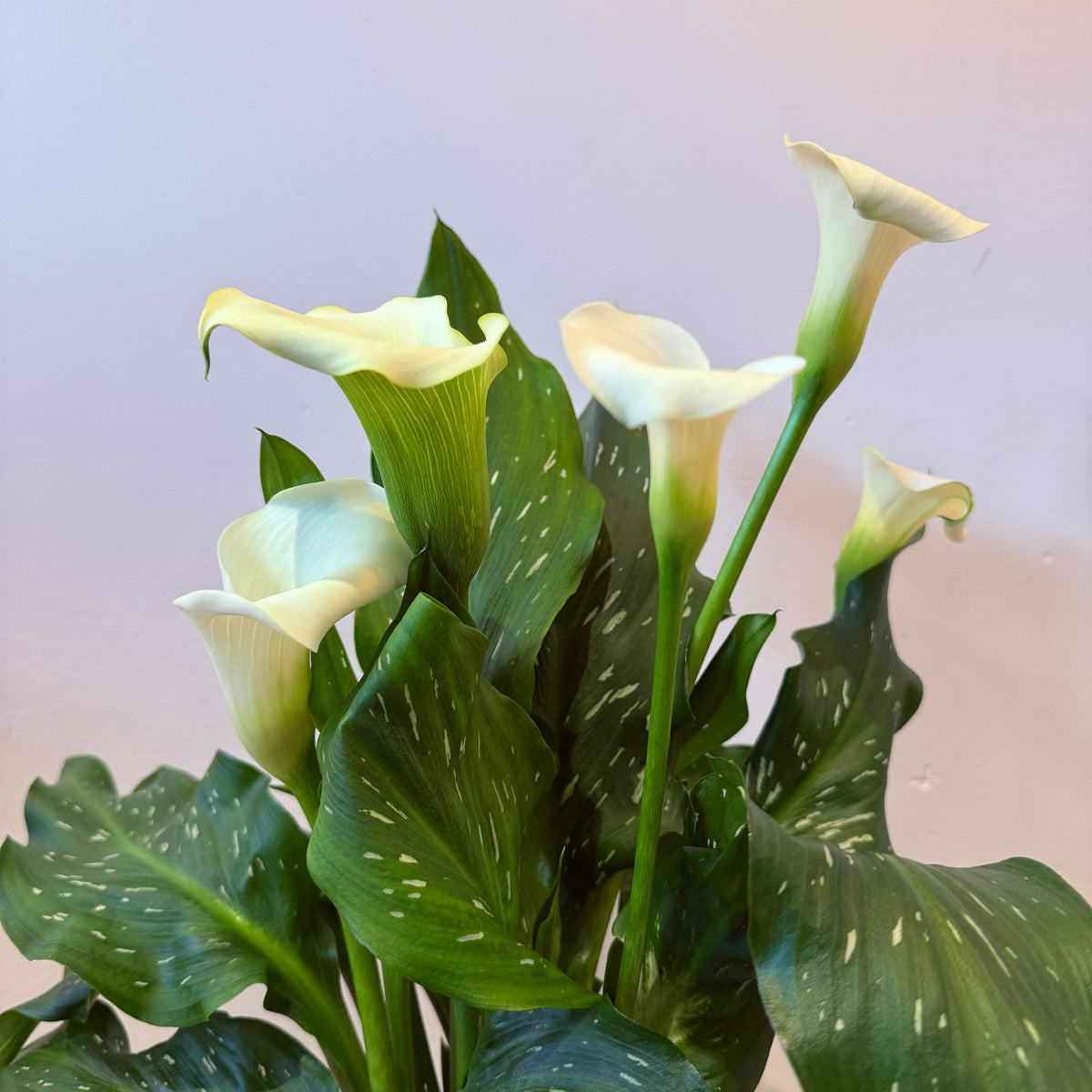 6" Calla Lily in White - Bloomfields