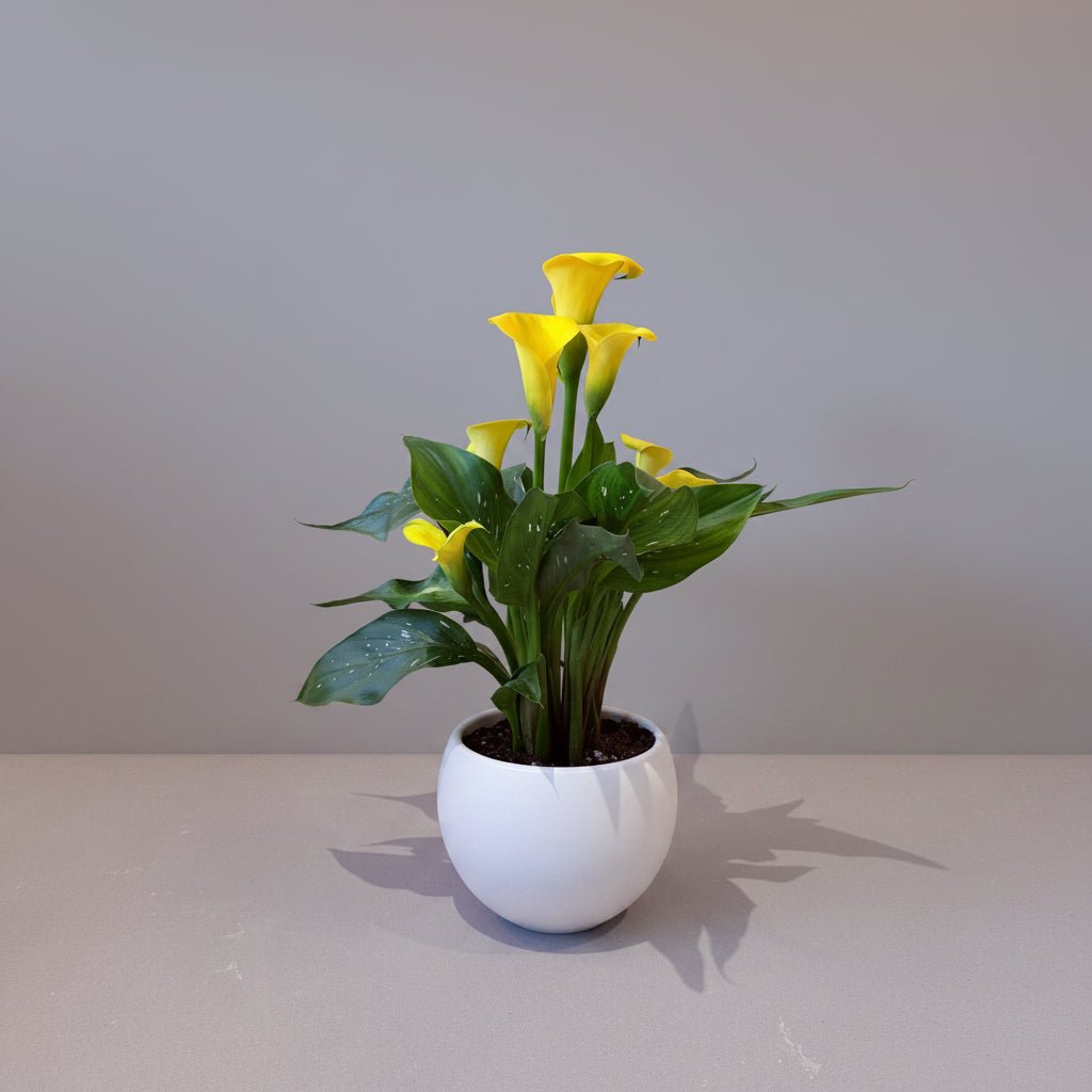 6" Calla Lily in Yellow - Bloomfields