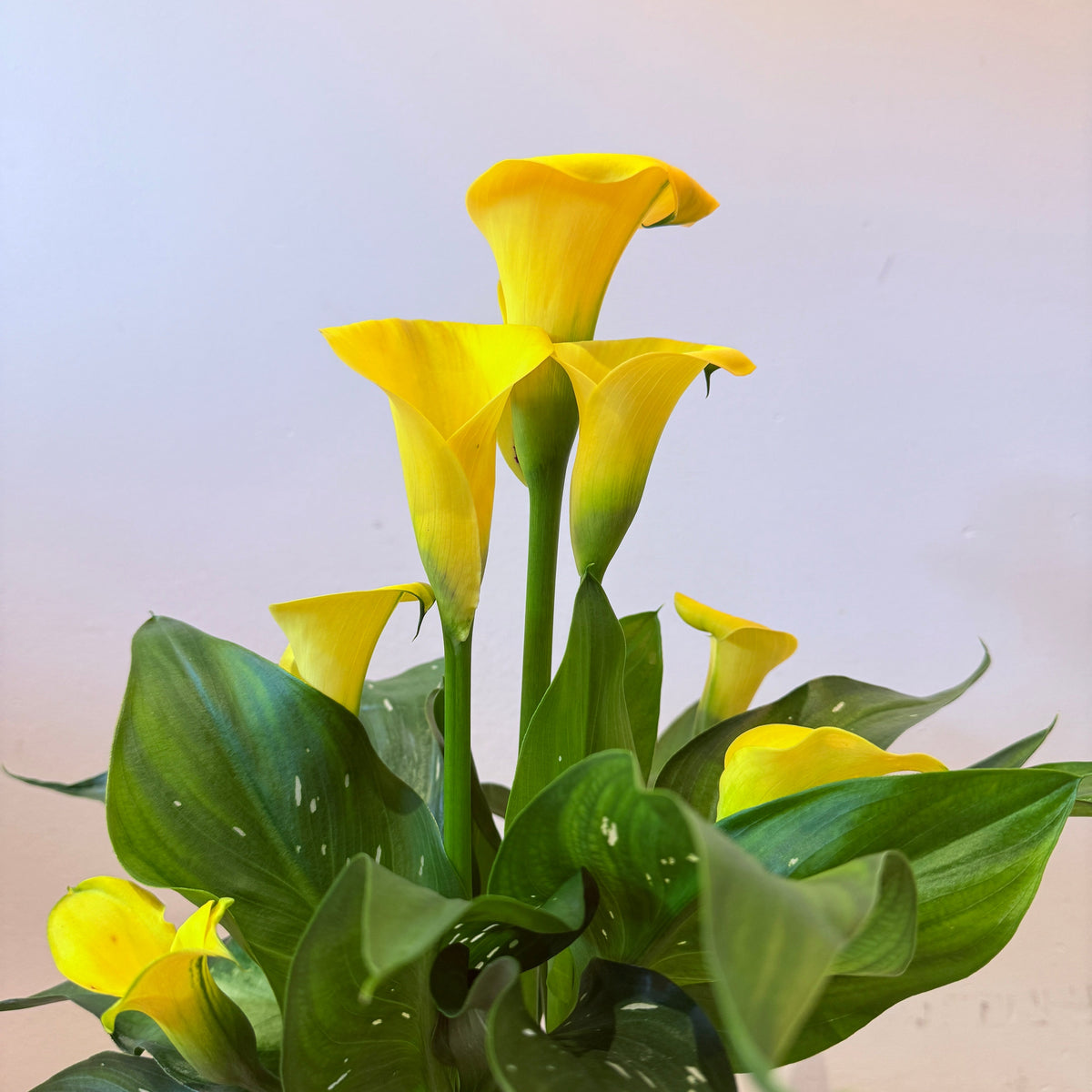 6" Calla Lily in Yellow - Bloomfields