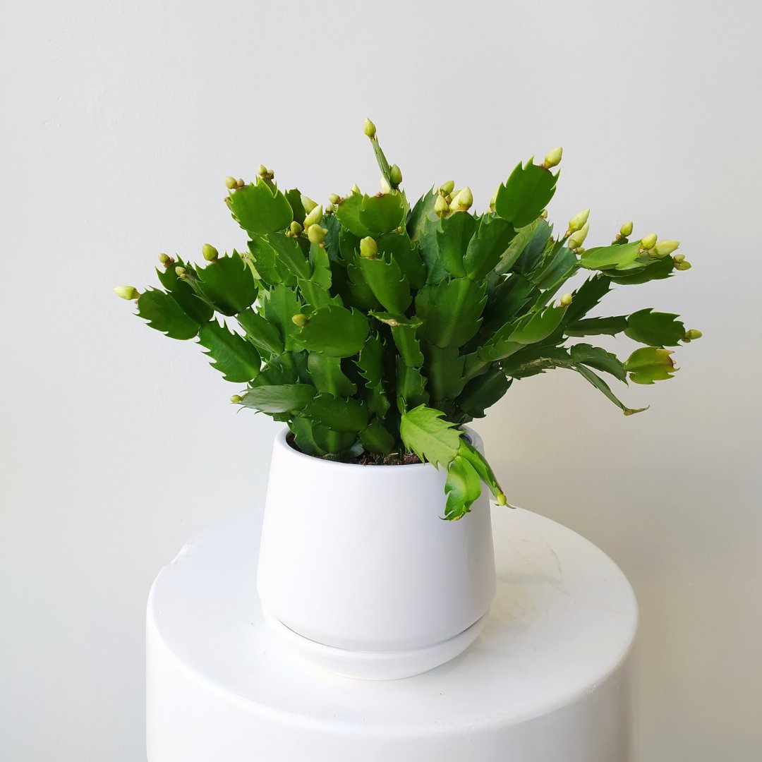 6" Christmas Cactus - Bloomfields