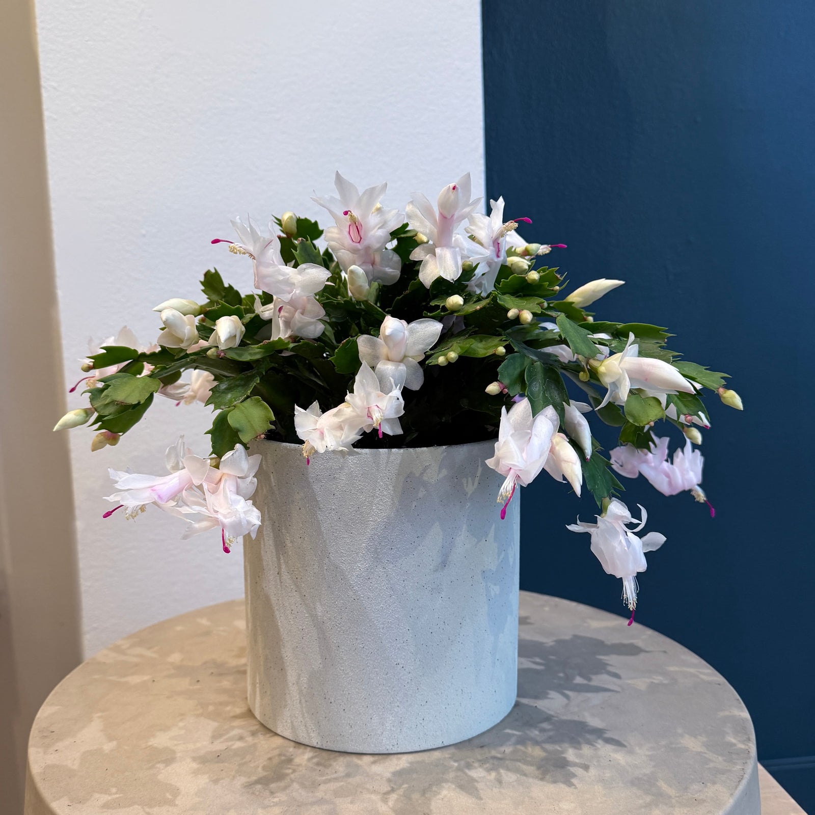 6" Christmas Cactus in Ceramic Container - Bloomfields