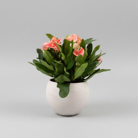 6" Euphorbia 'Charlotte' - Bloomfields