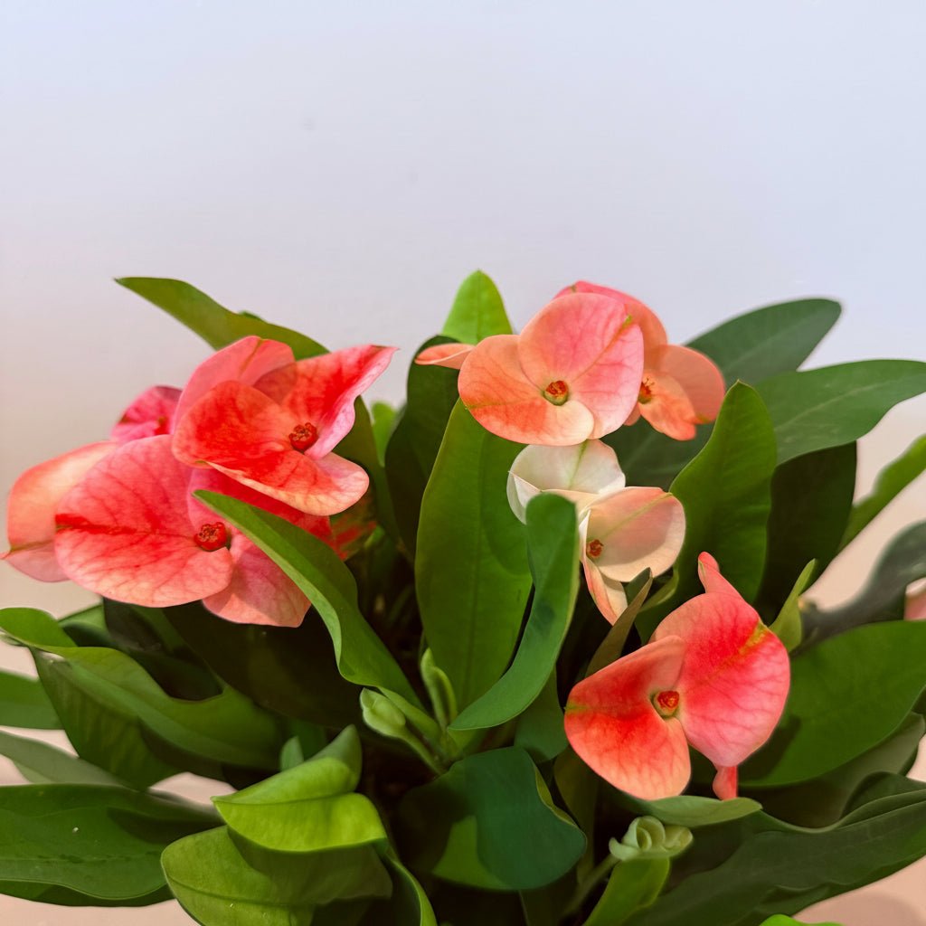 6" Euphorbia 'Charlotte' - Bloomfields