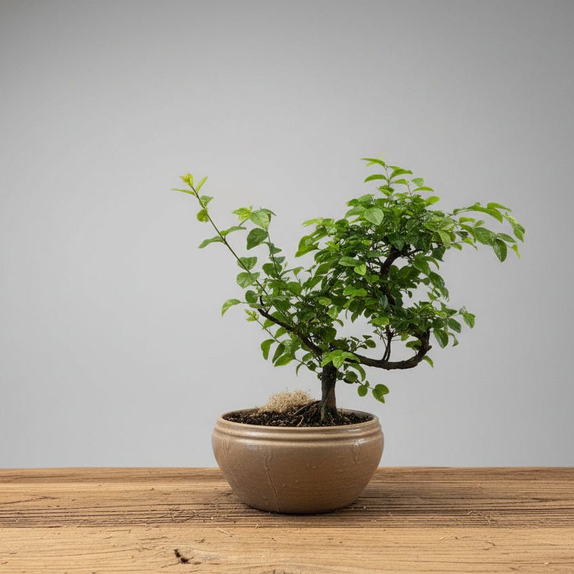 6" Fukien Tea Bonsai - Bloomfields