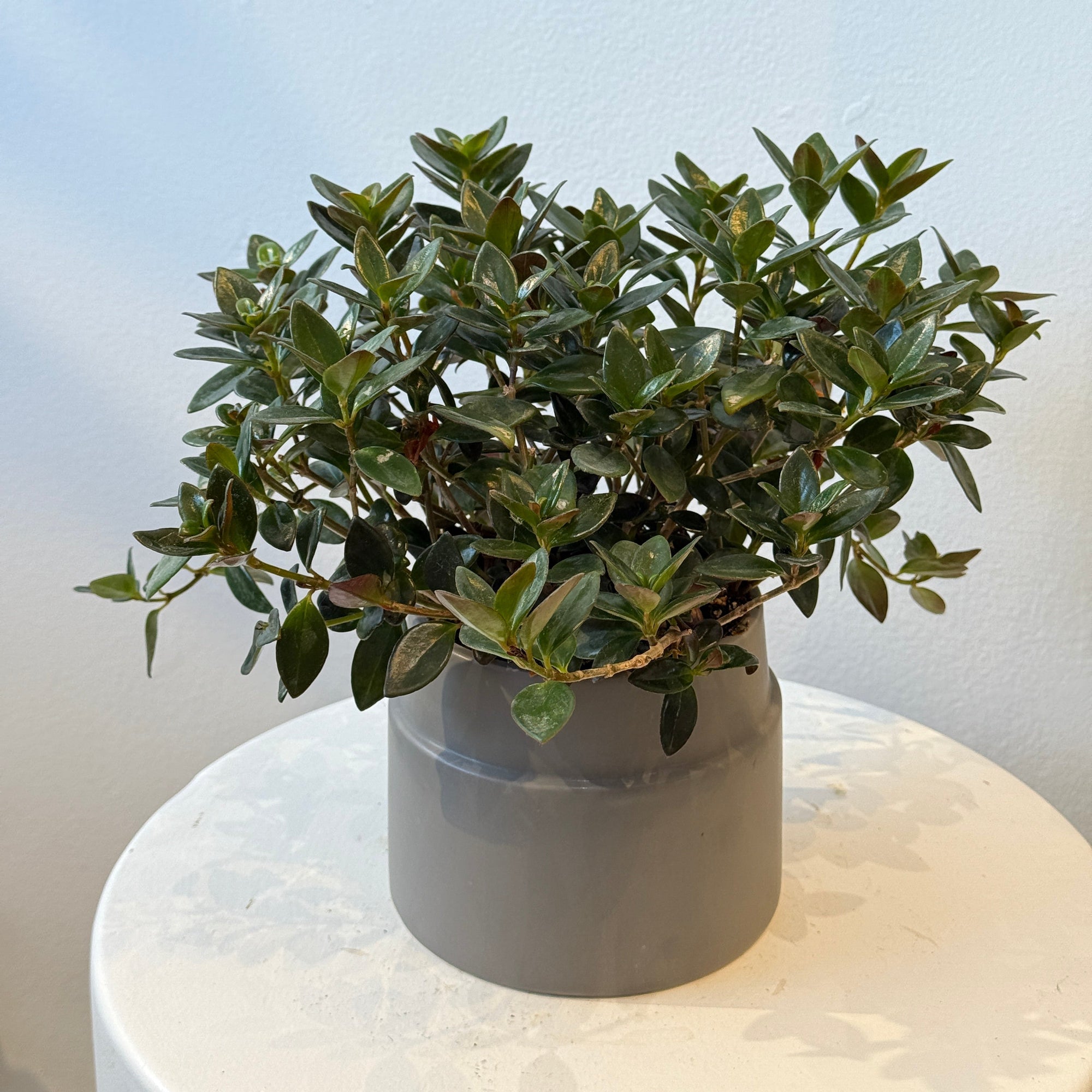 6" Goldfish Plant - Bloomfields