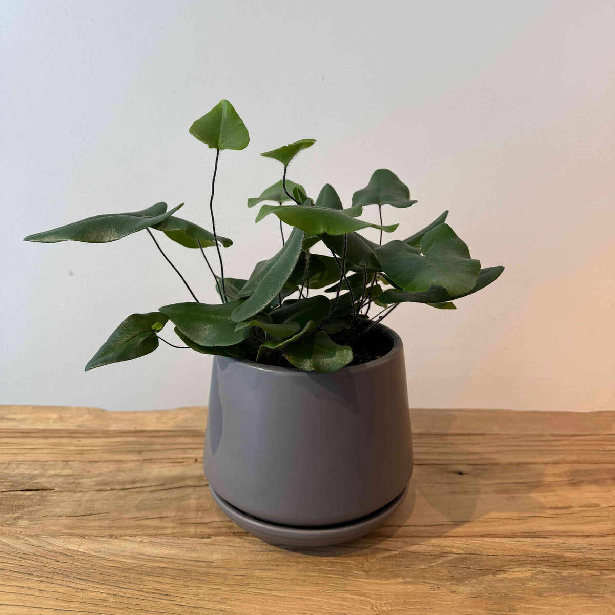 6" Heart Fern - Bloomfields