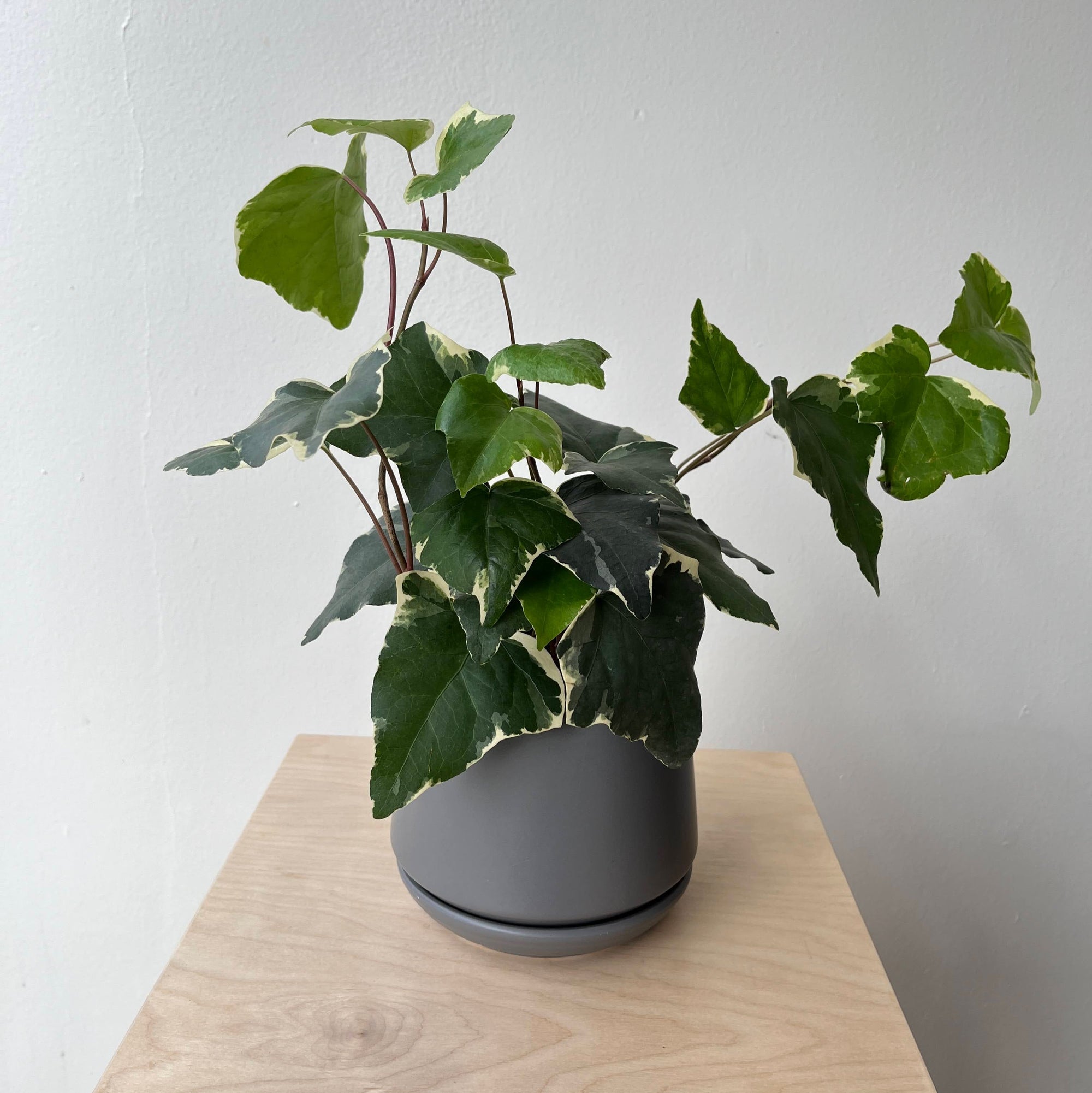 6" Ivy - Bloomfields