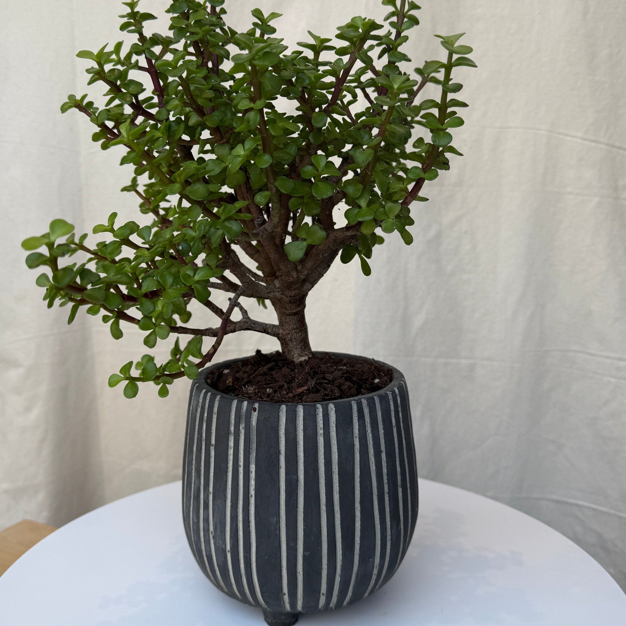 6" Jade Portulacaria Bonsai - Bloomfields