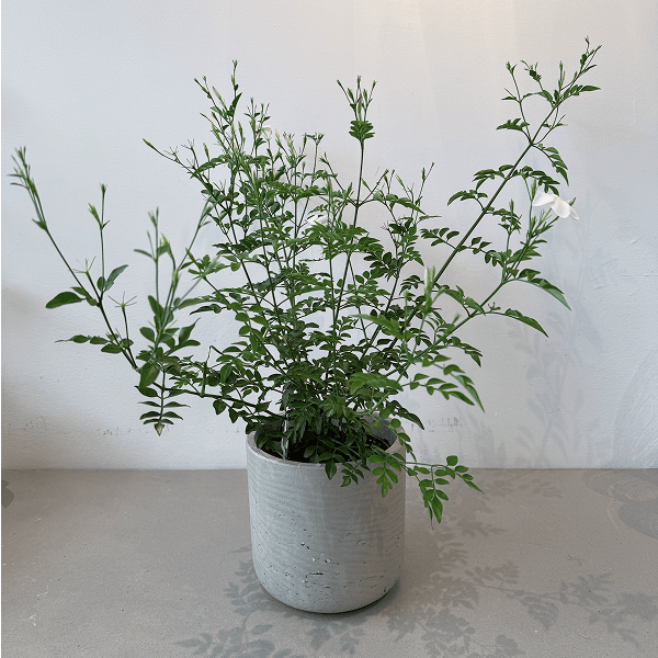6" Jasmine Plant - Bloomfields