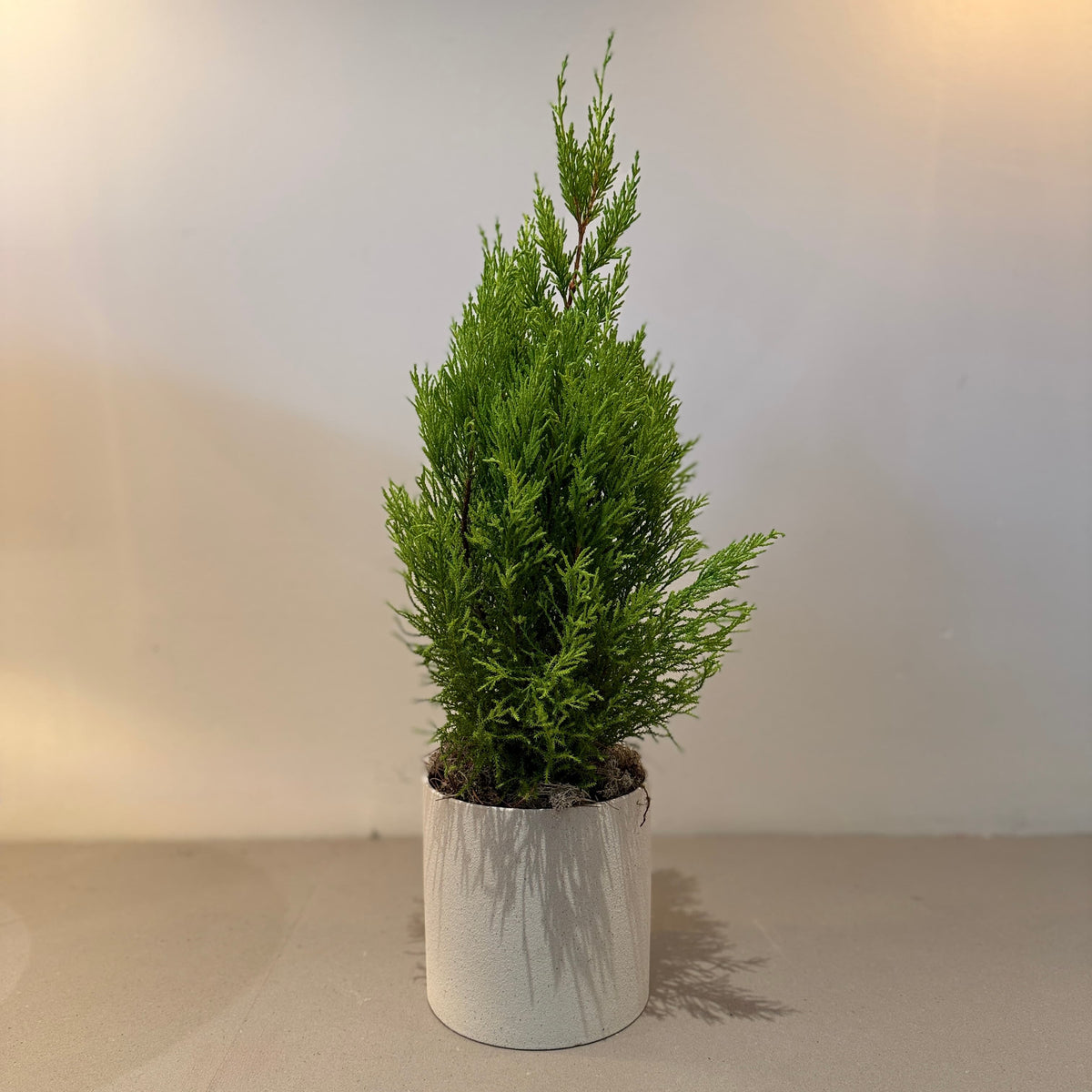 6&quot; Lemon Cypress - Bloomfields