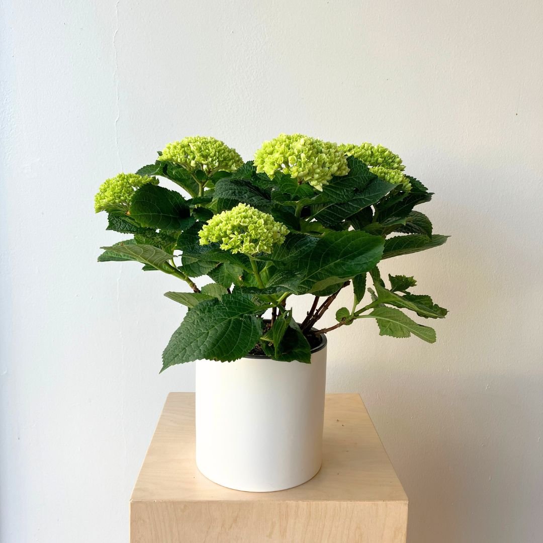 6" Macrophylla Hydrangea - Bloomfields