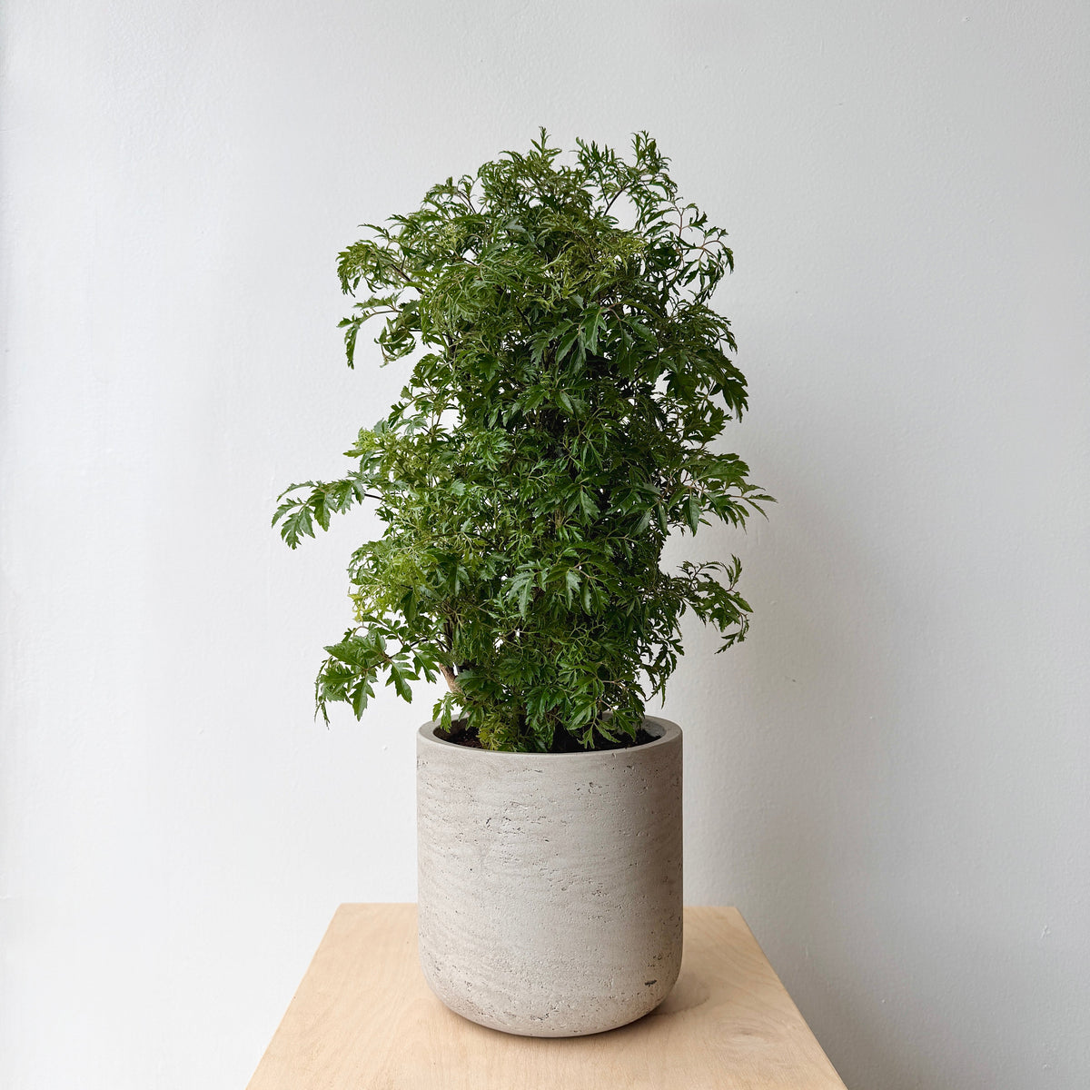 6" Ming Aralia - Bloomfields