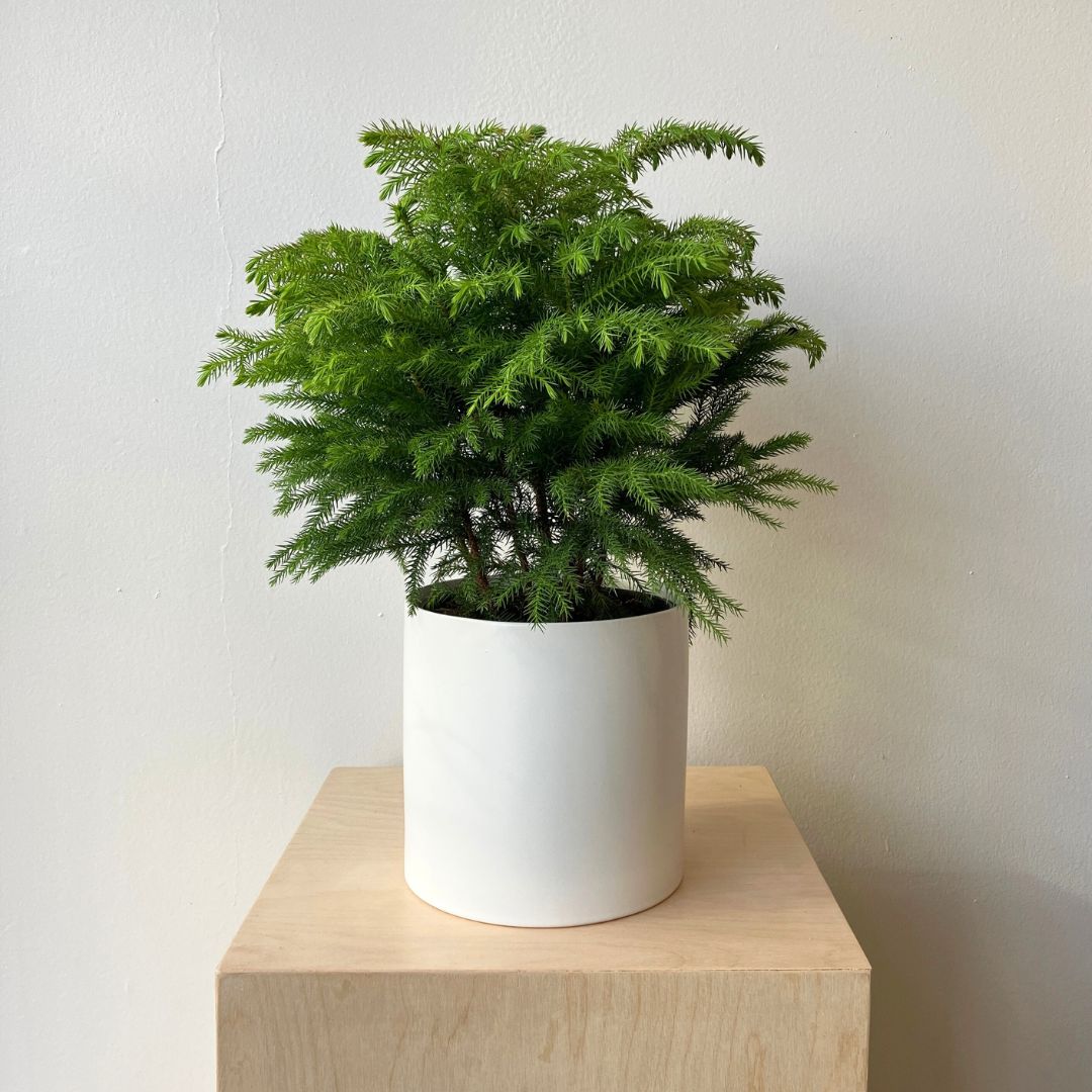 6" Norfolk Pine - Bloomfields