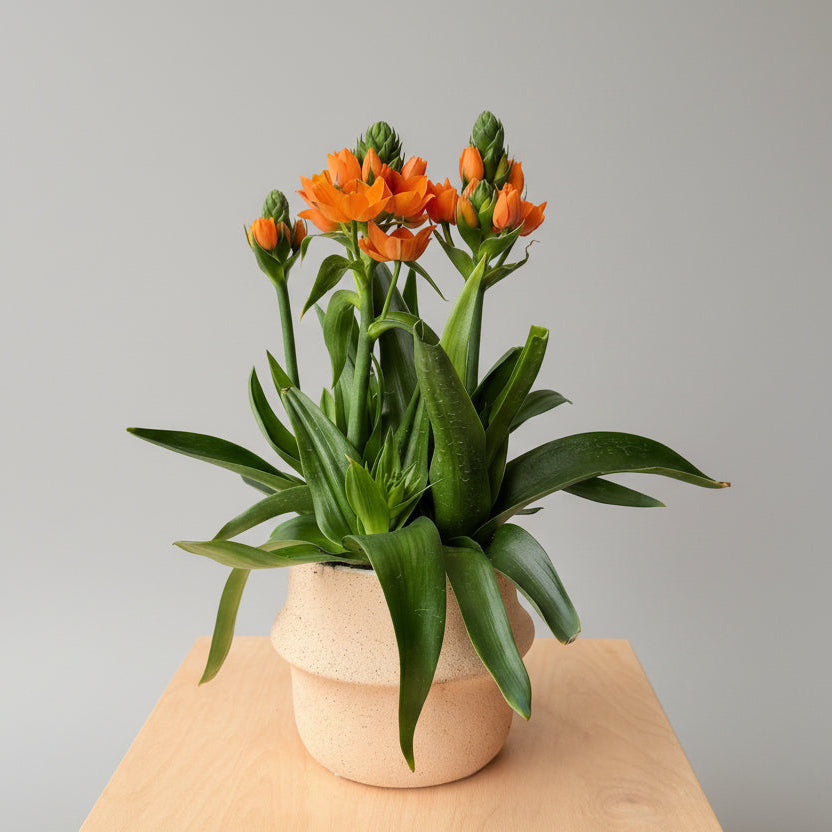 6" Ornithogalum - Bloomfields