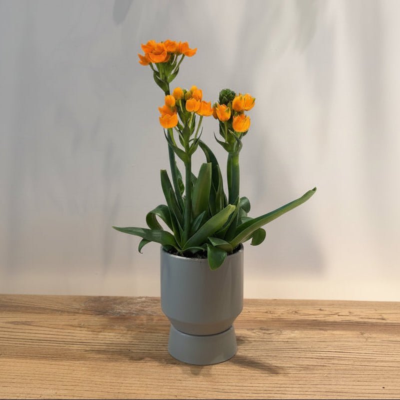 6" Ornithogalum in Green Container - Bloomfields