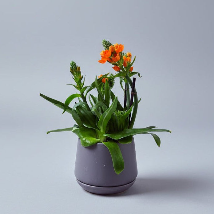 6" Ornithogalum in Grey Container - Bloomfields