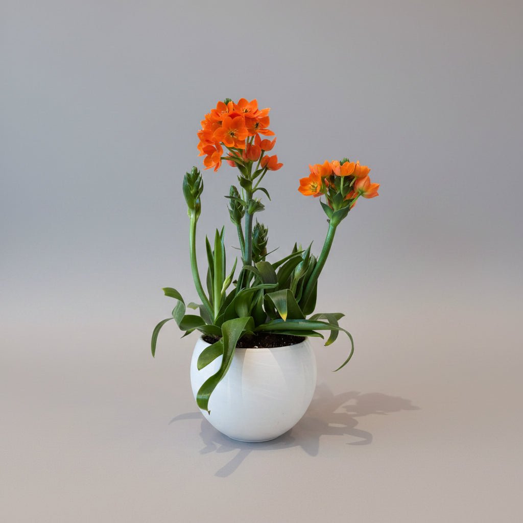 6" Ornithogalum in Luna Container - Bloomfields