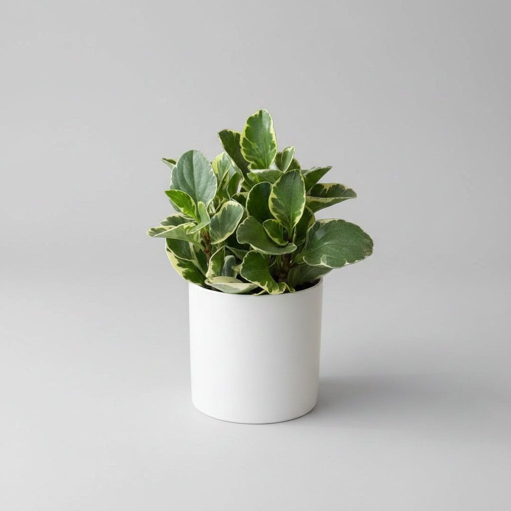 6" Peperomia Citrus - Bloomfields