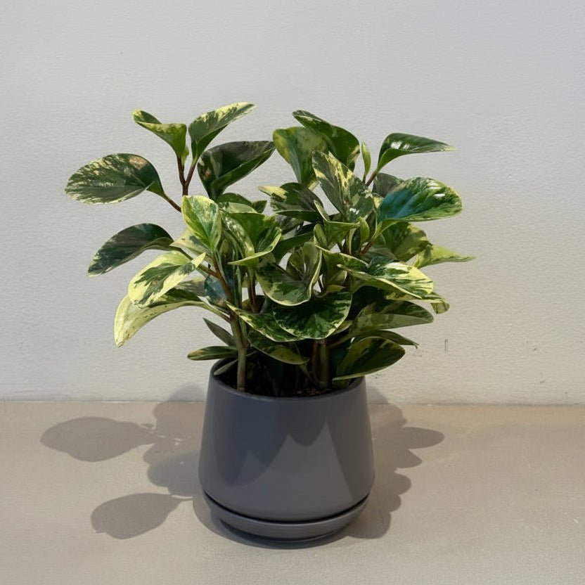 6" Peperomia Citrus - Bloomfields