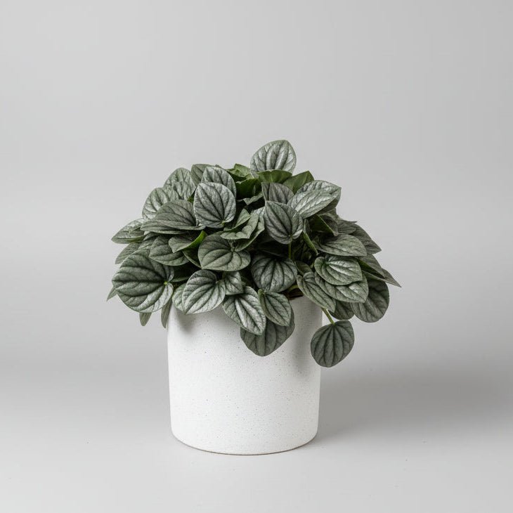 6" Peperomia Frost - Bloomfields