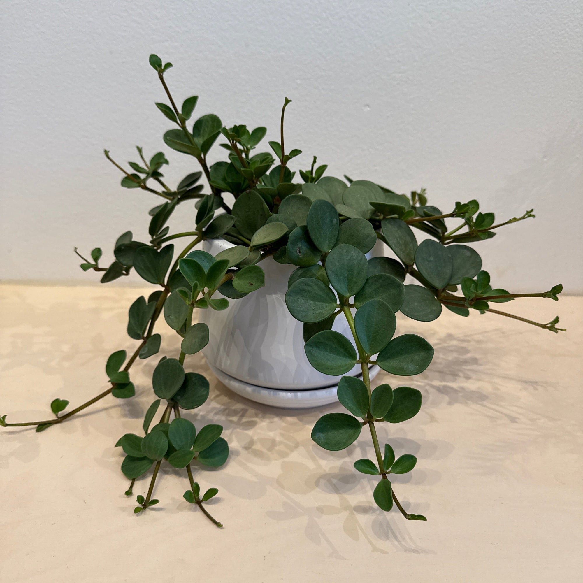 6" Peperomia Hope - Bloomfields