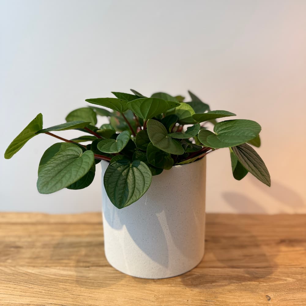 6" Peperomia 'Rana Verde' - Bloomfields