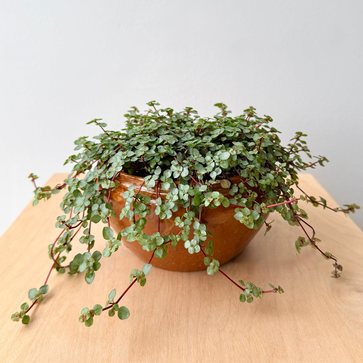 6" Pilea Aquamarine - Bloomfields