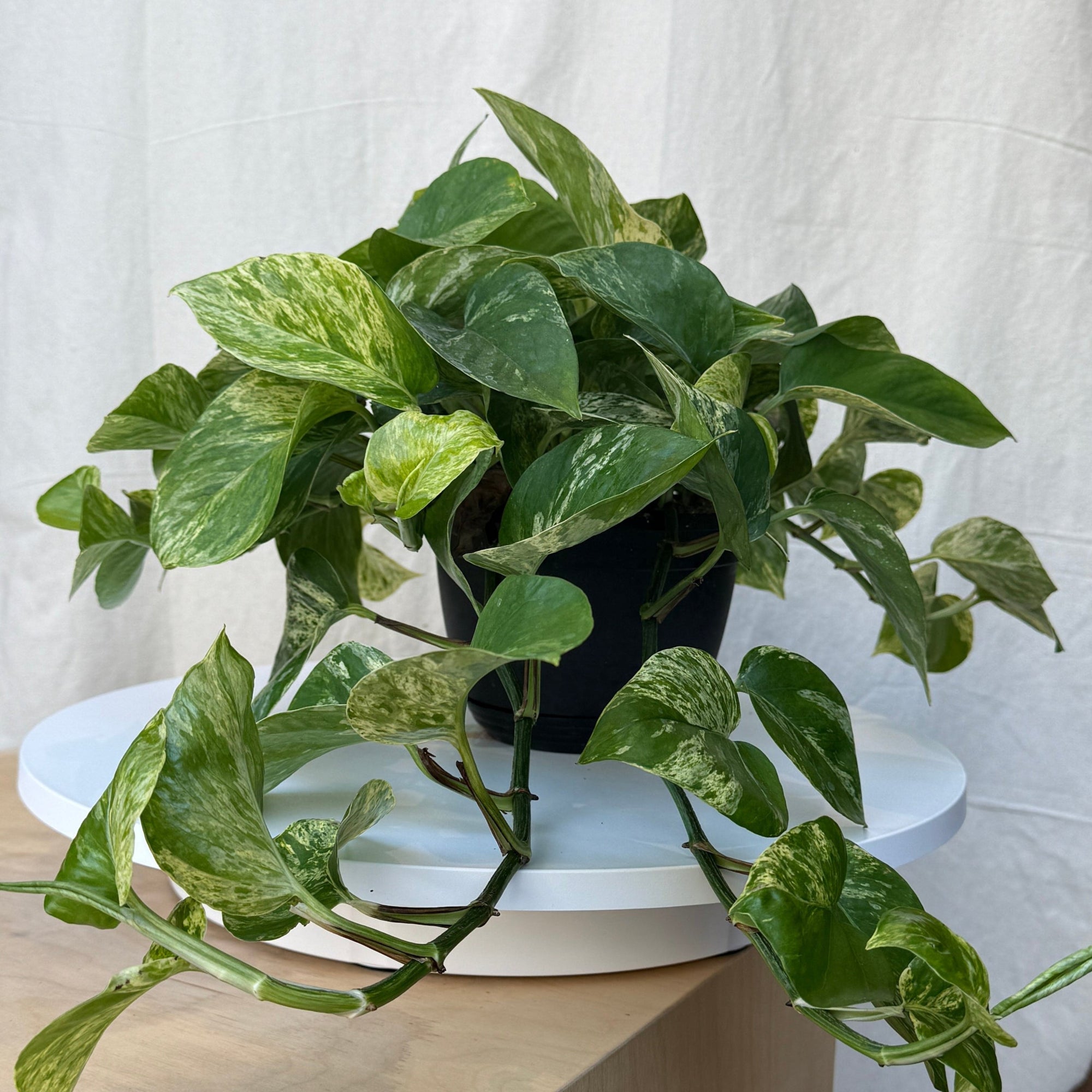 6" Pothos Marble Queen - Bloomfields
